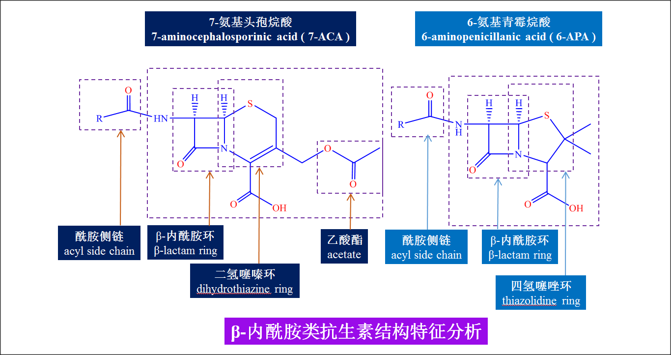 β-内酰胺类抗生素结构特征分析.png